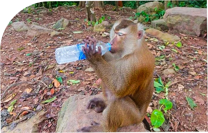 Image Kong, mascotte Recycle Plastique - Boit dans une bouteille en plastique